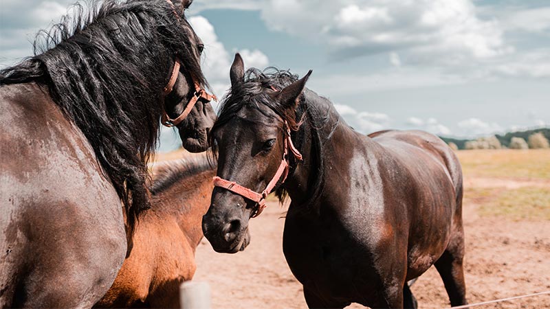 How Much Do Horse Breeders Make Metro League